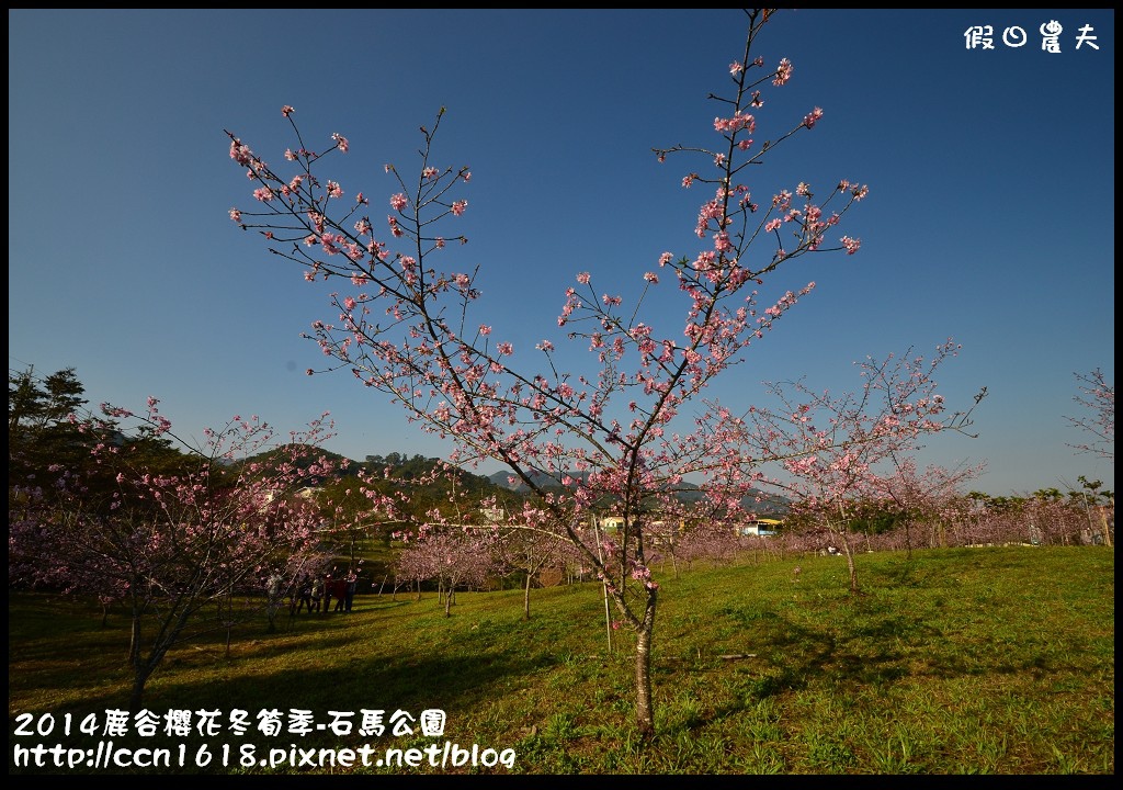 南投景點|鹿谷小半天石馬公園河津櫻花開了/2018鹿谷櫻花冬筍季/免費賞櫻 @假日農夫愛趴趴照