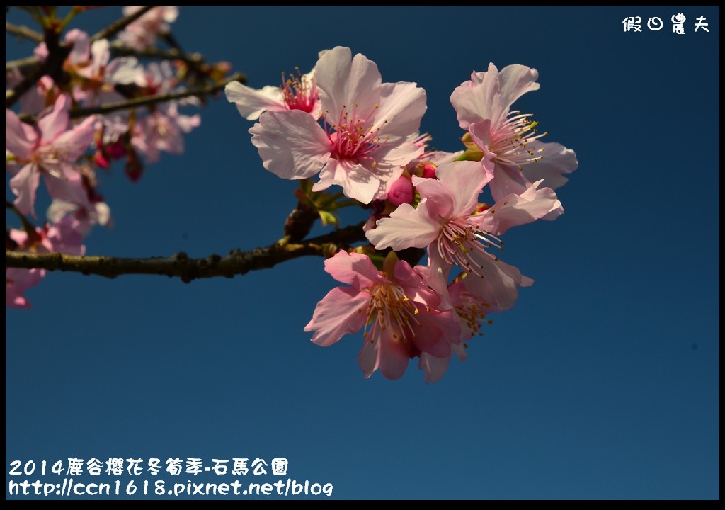 南投景點|鹿谷小半天石馬公園河津櫻花開了/2018鹿谷櫻花冬筍季/免費賞櫻 @假日農夫愛趴趴照