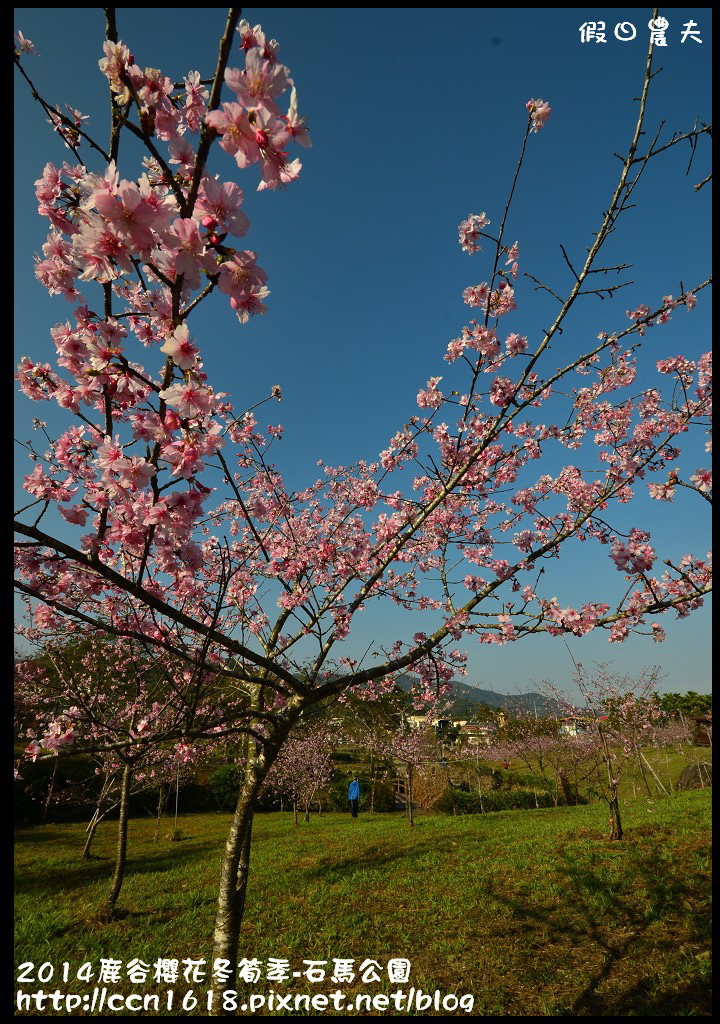 南投景點|鹿谷小半天石馬公園河津櫻花開了/2018鹿谷櫻花冬筍季/免費賞櫻 @假日農夫愛趴趴照