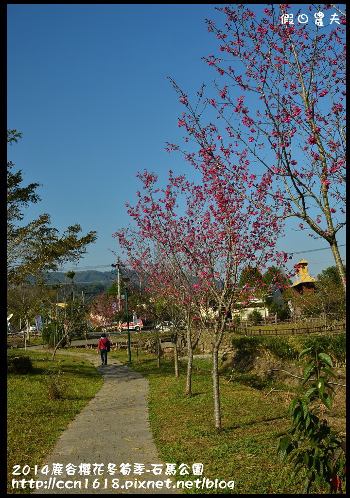 南投景點|鹿谷小半天石馬公園河津櫻花開了/2018鹿谷櫻花冬筍季/免費賞櫻 @假日農夫愛趴趴照