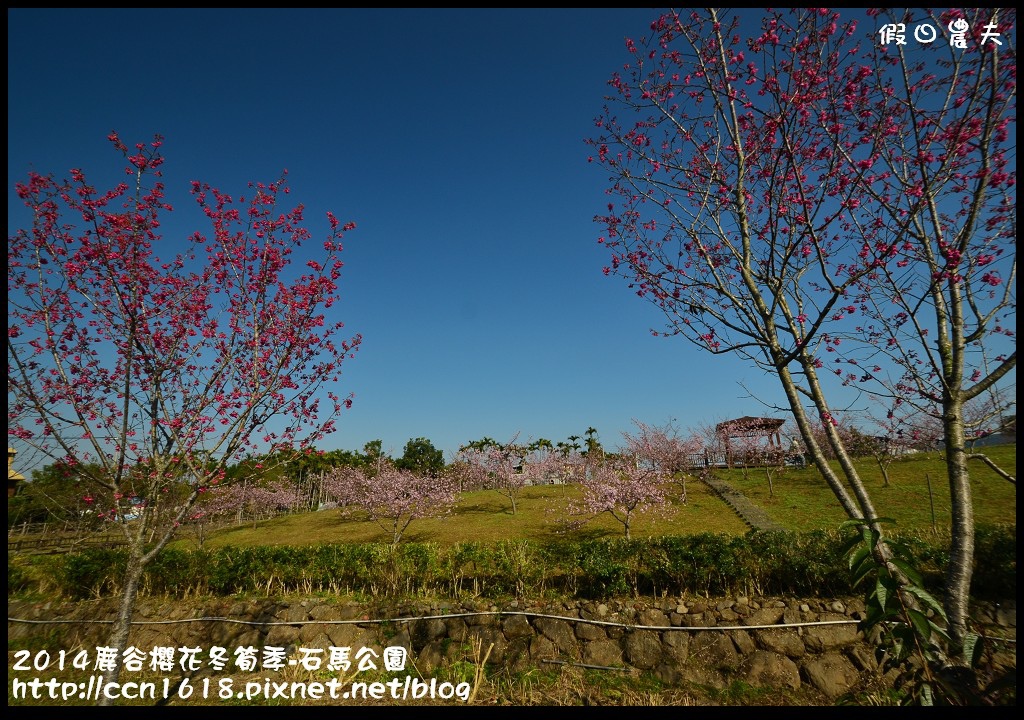 南投景點|鹿谷小半天石馬公園河津櫻花開了/2018鹿谷櫻花冬筍季/免費賞櫻 @假日農夫愛趴趴照