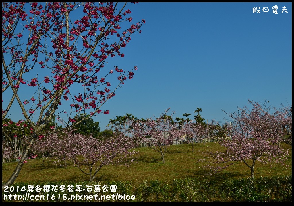 南投景點|鹿谷小半天石馬公園河津櫻花開了/2018鹿谷櫻花冬筍季/免費賞櫻 @假日農夫愛趴趴照