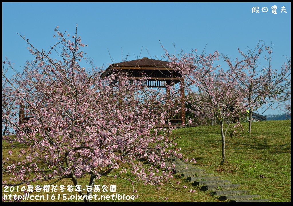 南投景點|鹿谷小半天石馬公園河津櫻花開了/2018鹿谷櫻花冬筍季/免費賞櫻 @假日農夫愛趴趴照