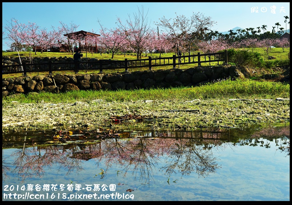 南投景點|鹿谷小半天石馬公園河津櫻花開了/2018鹿谷櫻花冬筍季/免費賞櫻 @假日農夫愛趴趴照