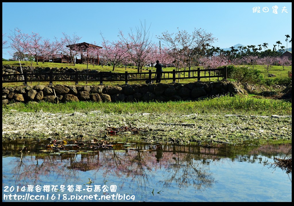 南投景點|鹿谷小半天石馬公園河津櫻花開了/2018鹿谷櫻花冬筍季/免費賞櫻 @假日農夫愛趴趴照