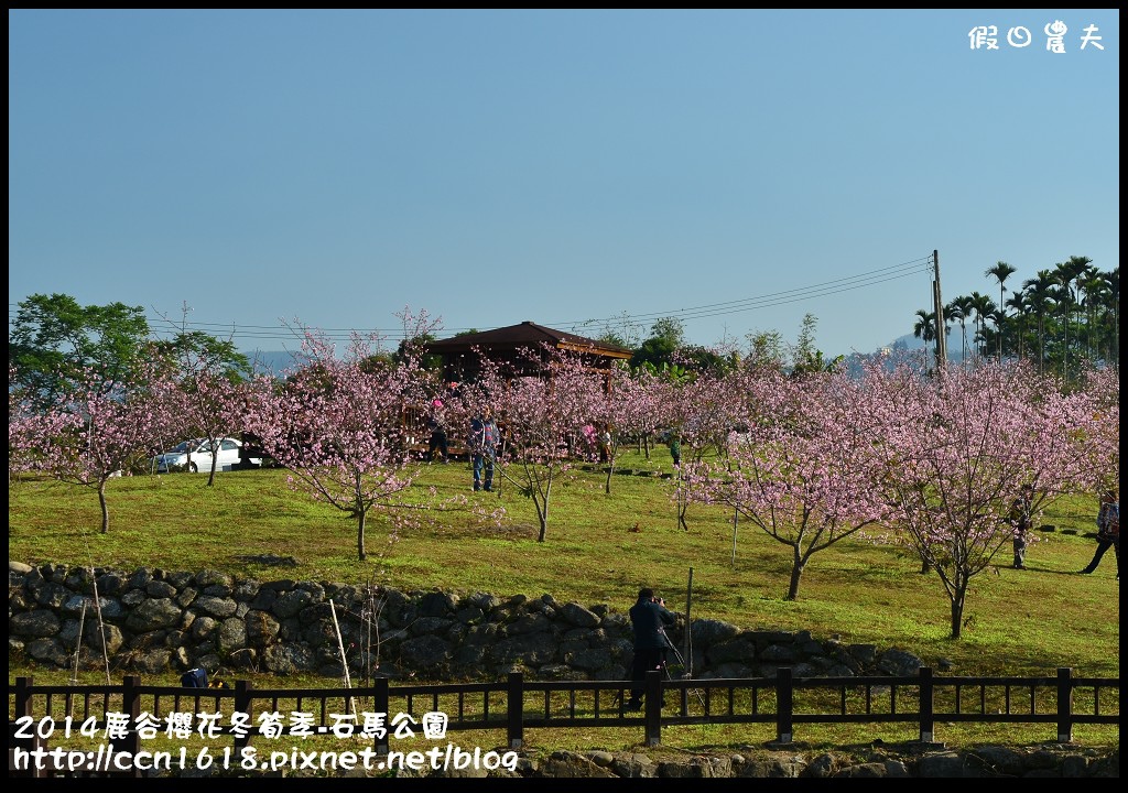 南投景點|鹿谷小半天石馬公園河津櫻花開了/2018鹿谷櫻花冬筍季/免費賞櫻 @假日農夫愛趴趴照