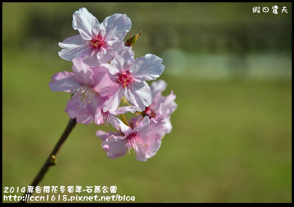 南投景點|鹿谷小半天石馬公園河津櫻花開了/2018鹿谷櫻花冬筍季/免費賞櫻 @假日農夫愛趴趴照