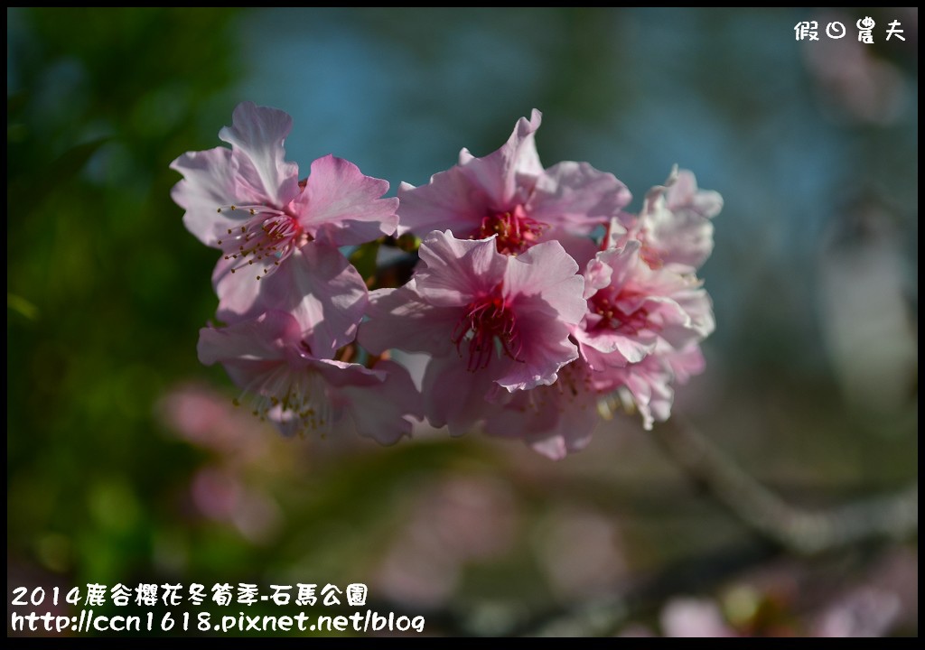 南投景點|鹿谷小半天石馬公園河津櫻花開了/2018鹿谷櫻花冬筍季/免費賞櫻 @假日農夫愛趴趴照