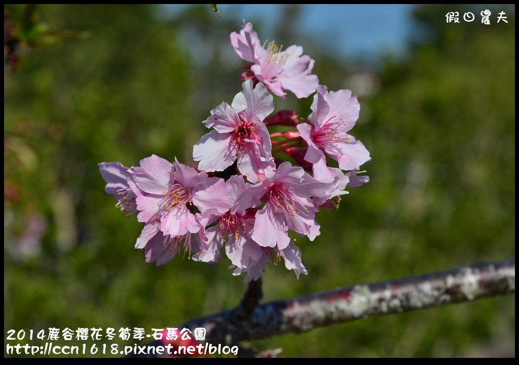 南投景點|鹿谷小半天石馬公園河津櫻花開了/2018鹿谷櫻花冬筍季/免費賞櫻 @假日農夫愛趴趴照