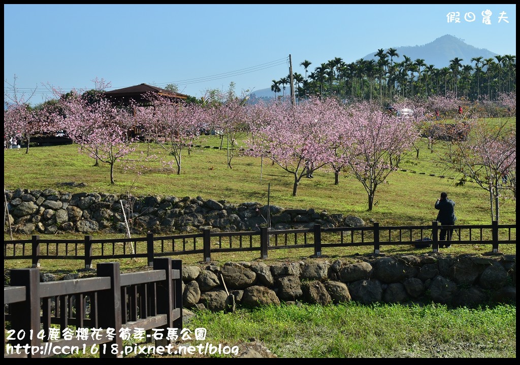 南投景點|鹿谷小半天石馬公園河津櫻花開了/2018鹿谷櫻花冬筍季/免費賞櫻 @假日農夫愛趴趴照