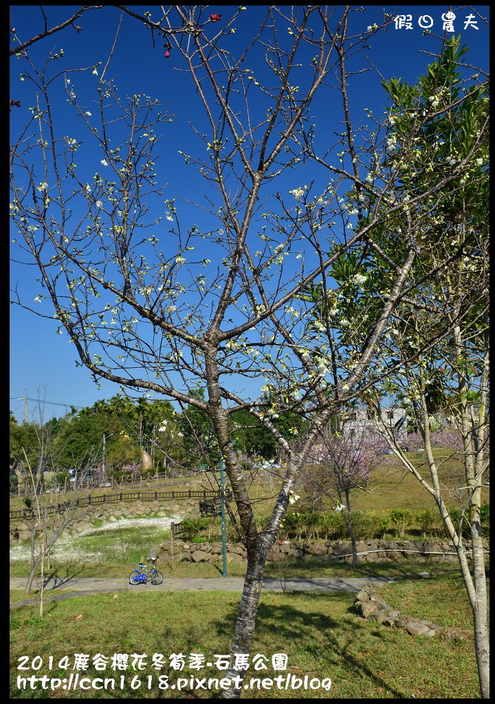 南投景點|鹿谷小半天石馬公園河津櫻花開了/2018鹿谷櫻花冬筍季/免費賞櫻 @假日農夫愛趴趴照