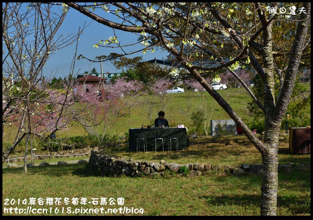 南投景點|鹿谷小半天石馬公園河津櫻花開了/2018鹿谷櫻花冬筍季/免費賞櫻 @假日農夫愛趴趴照