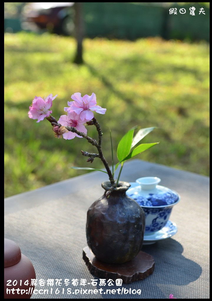 南投景點|鹿谷小半天石馬公園河津櫻花開了/2018鹿谷櫻花冬筍季/免費賞櫻 @假日農夫愛趴趴照