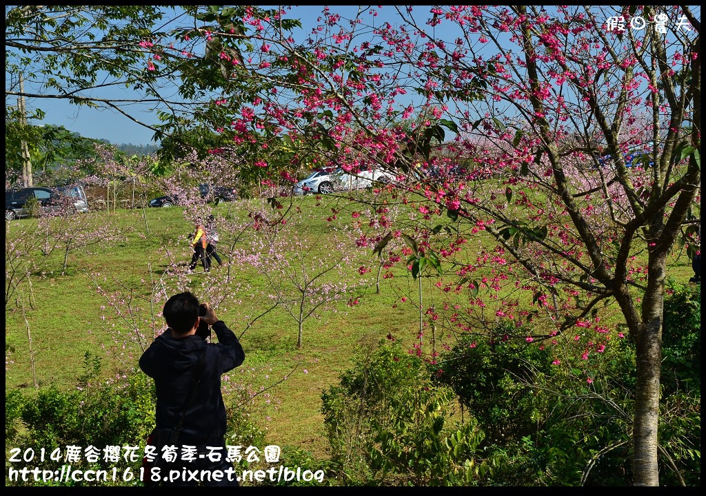 南投景點|鹿谷小半天石馬公園河津櫻花開了/2018鹿谷櫻花冬筍季/免費賞櫻 @假日農夫愛趴趴照