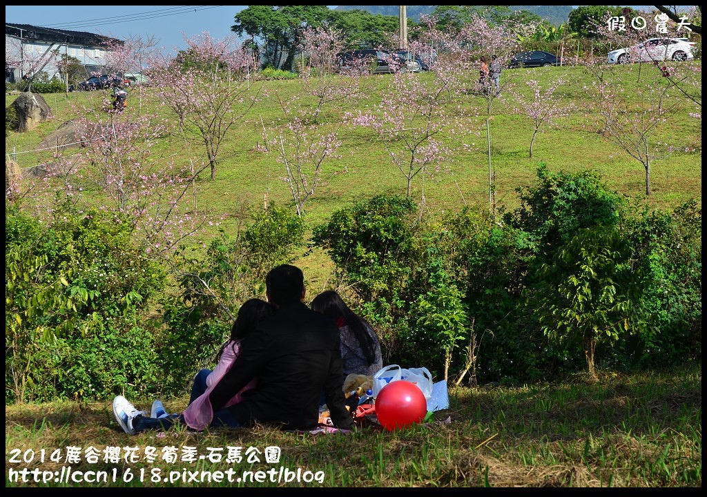 南投景點|鹿谷小半天石馬公園河津櫻花開了/2018鹿谷櫻花冬筍季/免費賞櫻 @假日農夫愛趴趴照