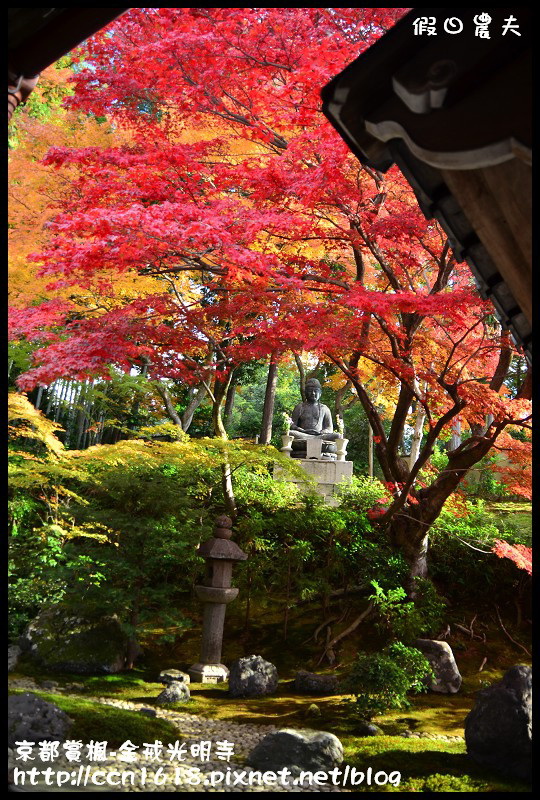 【日本旅遊】京都大阪賞楓自由行‧金戒光明寺‧戀戀楓情 @假日農夫愛趴趴照