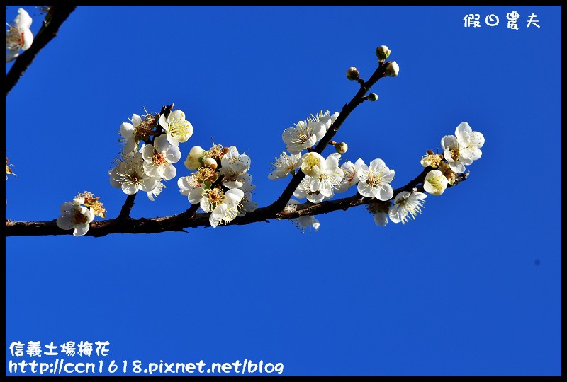 【農夫愛賞花】賞梅不塞車‧信義土場梅花‧賞梅不用去風櫃斗烏松崙柳家 @假日農夫愛趴趴照