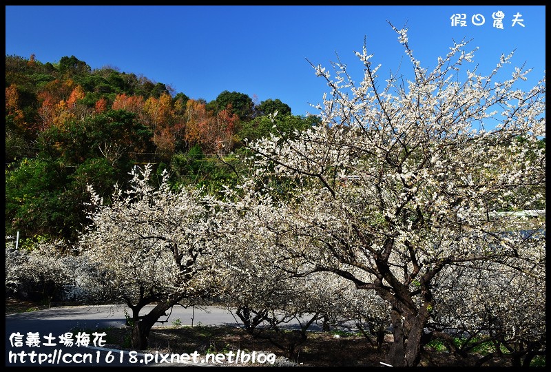 【農夫愛賞花】賞梅不塞車‧信義土場梅花‧賞梅不用去風櫃斗烏松崙柳家 @假日農夫愛趴趴照