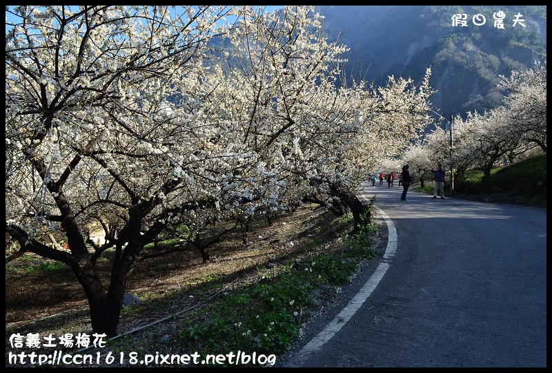 【農夫愛賞花】賞梅不塞車‧信義土場梅花‧賞梅不用去風櫃斗烏松崙柳家 @假日農夫愛趴趴照