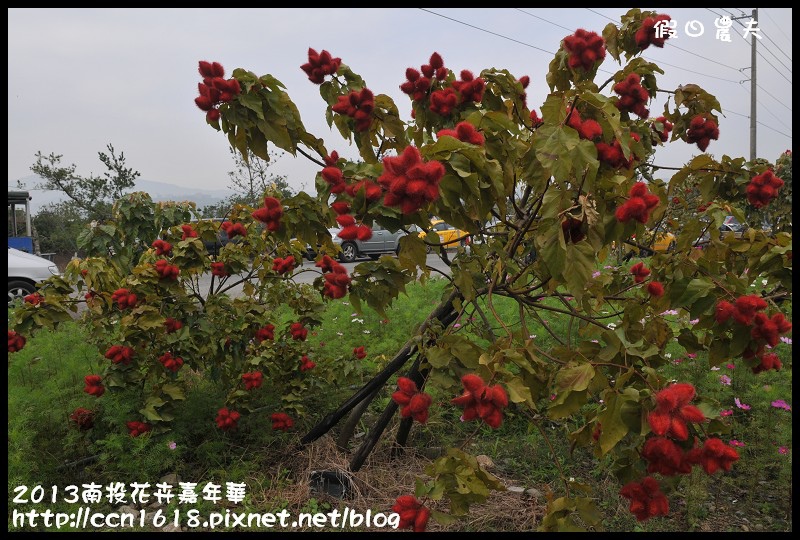 【農夫愛賞花】2013南投花卉嘉年華‧花開全南投～幸福亮起來 @假日農夫愛趴趴照