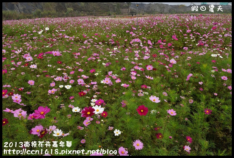 【農夫愛賞花】2013南投花卉嘉年華‧花開全南投～幸福亮起來 @假日農夫愛趴趴照