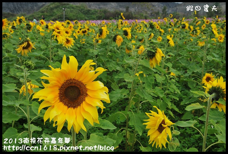 【農夫愛賞花】2013南投花卉嘉年華‧花開全南投～幸福亮起來 @假日農夫愛趴趴照