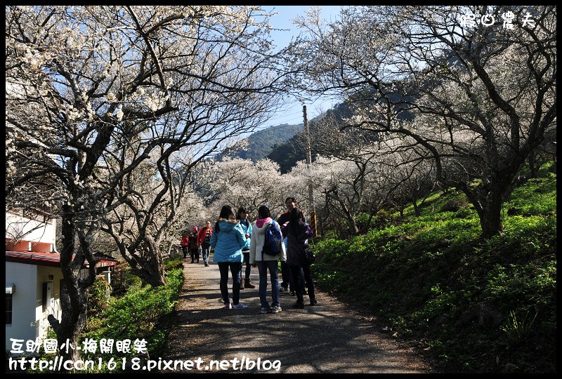 【農夫愛賞花】仁愛鄉互助國小旁中原部落梅花盛開‧2013南投花卉嘉年華‧花開全南投 @假日農夫愛趴趴照