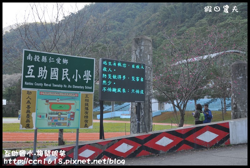 【農夫愛賞花】仁愛鄉互助國小旁中原部落梅花盛開‧2013南投花卉嘉年華‧花開全南投 @假日農夫愛趴趴照