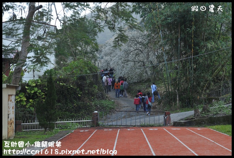 【農夫愛賞花】仁愛鄉互助國小旁中原部落梅花盛開‧2013南投花卉嘉年華‧花開全南投 @假日農夫愛趴趴照