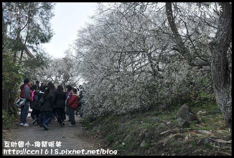 【農夫愛賞花】仁愛鄉互助國小旁中原部落梅花盛開‧2013南投花卉嘉年華‧花開全南投 @假日農夫愛趴趴照