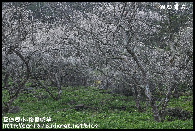 【農夫愛賞花】仁愛鄉互助國小旁中原部落梅花盛開‧2013南投花卉嘉年華‧花開全南投 @假日農夫愛趴趴照