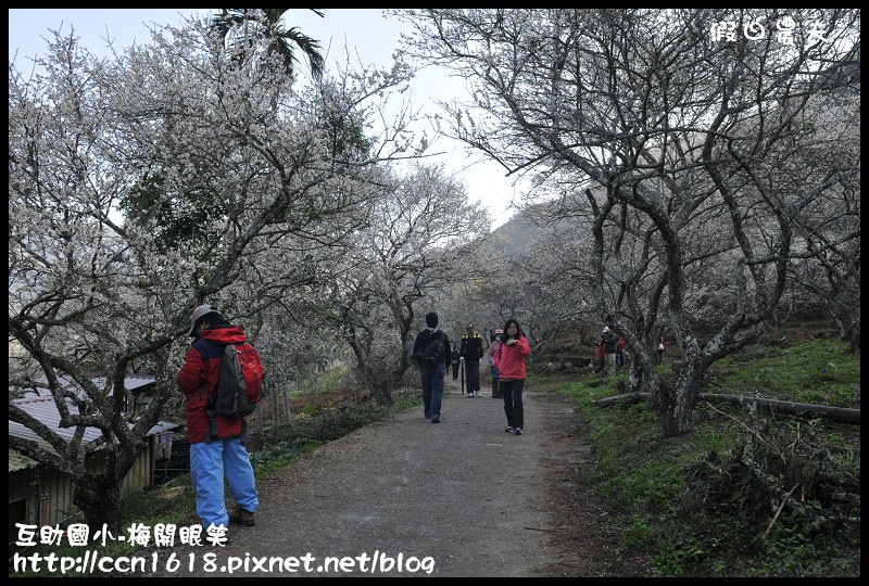 【農夫愛賞花】仁愛鄉互助國小旁中原部落梅花盛開‧2013南投花卉嘉年華‧花開全南投 @假日農夫愛趴趴照