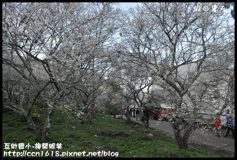 【農夫愛賞花】仁愛鄉互助國小旁中原部落梅花盛開‧2013南投花卉嘉年華‧花開全南投 @假日農夫愛趴趴照