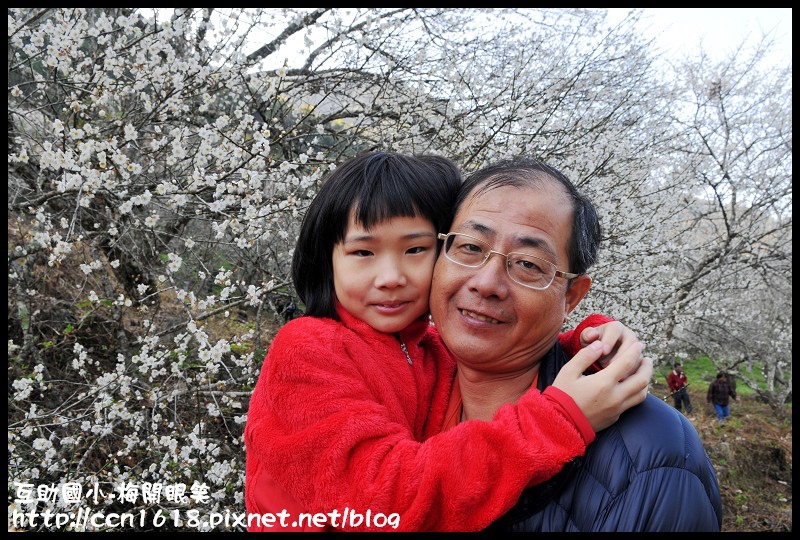 【農夫愛賞花】仁愛鄉互助國小旁中原部落梅花盛開‧2013南投花卉嘉年華‧花開全南投 @假日農夫愛趴趴照