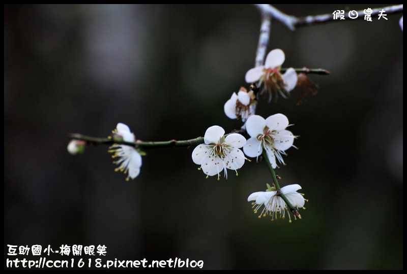 【農夫愛賞花】仁愛鄉互助國小旁中原部落梅花盛開‧2013南投花卉嘉年華‧花開全南投 @假日農夫愛趴趴照