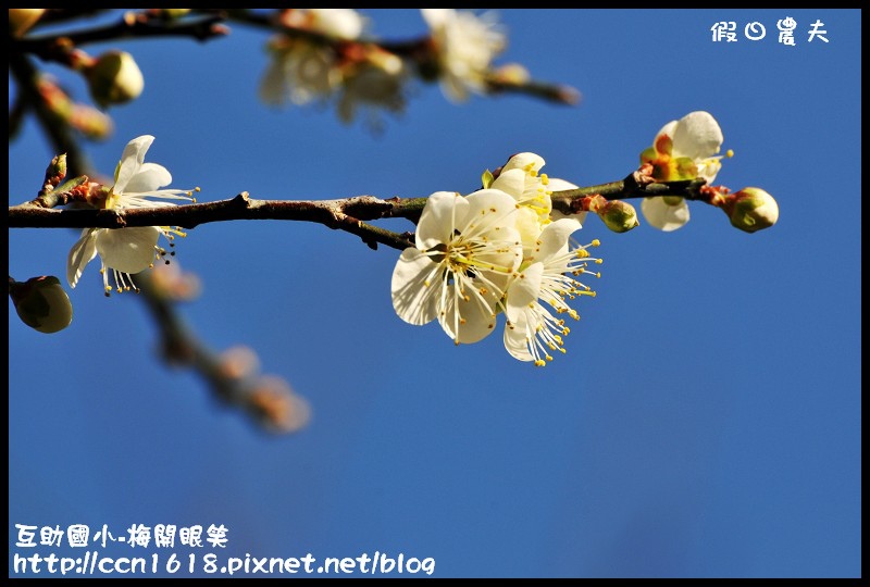 【農夫愛賞花】仁愛鄉互助國小旁中原部落梅花盛開‧2013南投花卉嘉年華‧花開全南投 @假日農夫愛趴趴照