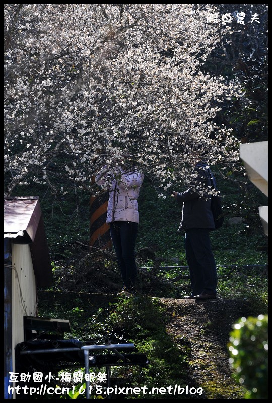 【農夫愛賞花】仁愛鄉互助國小旁中原部落梅花盛開‧2013南投花卉嘉年華‧花開全南投 @假日農夫愛趴趴照