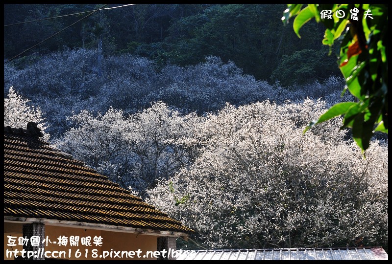 【農夫愛賞花】仁愛鄉互助國小旁中原部落梅花盛開‧2013南投花卉嘉年華‧花開全南投 @假日農夫愛趴趴照