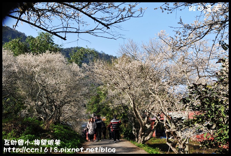 【農夫愛賞花】仁愛鄉互助國小旁中原部落梅花盛開‧2013南投花卉嘉年華‧花開全南投 @假日農夫愛趴趴照