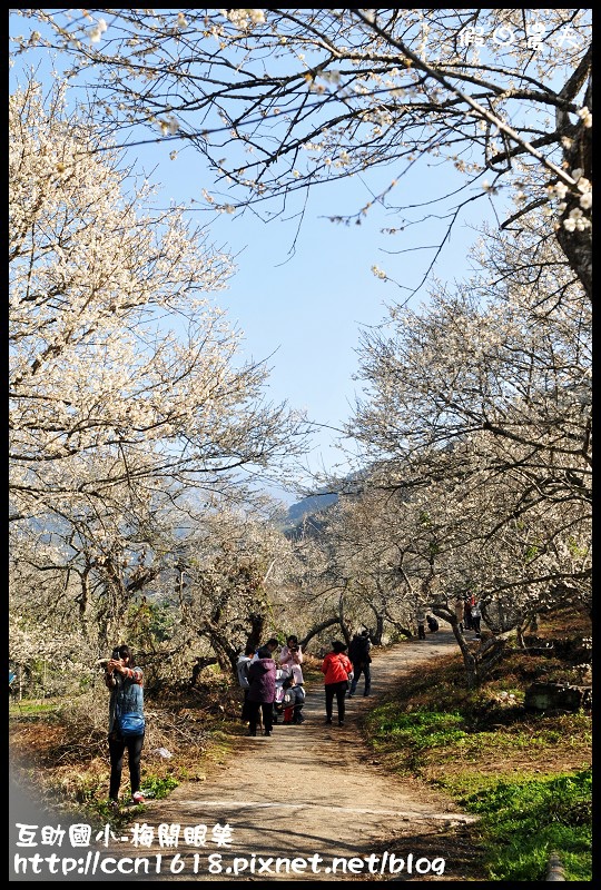 【農夫愛賞花】仁愛鄉互助國小旁中原部落梅花盛開‧2013南投花卉嘉年華‧花開全南投 @假日農夫愛趴趴照