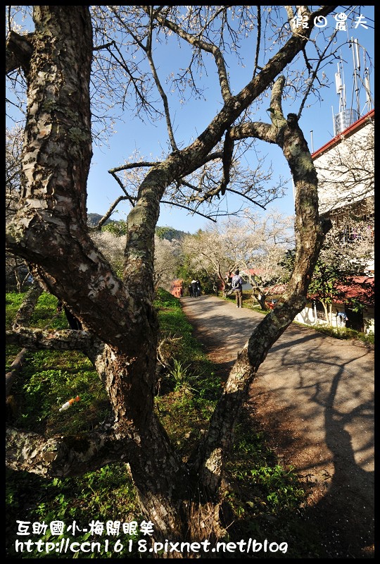 【農夫愛賞花】仁愛鄉互助國小旁中原部落梅花盛開‧2013南投花卉嘉年華‧花開全南投 @假日農夫愛趴趴照