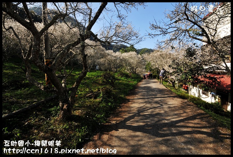 【農夫愛賞花】仁愛鄉互助國小旁中原部落梅花盛開‧2013南投花卉嘉年華‧花開全南投 @假日農夫愛趴趴照