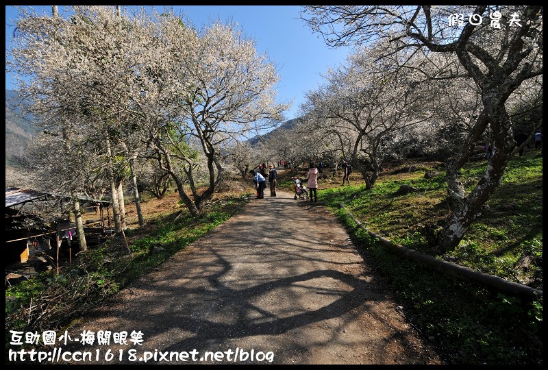 【農夫愛賞花】仁愛鄉互助國小旁中原部落梅花盛開‧2013南投花卉嘉年華‧花開全南投 @假日農夫愛趴趴照