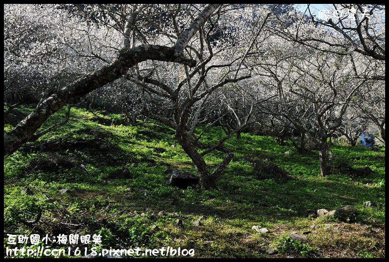 【農夫愛賞花】仁愛鄉互助國小旁中原部落梅花盛開‧2013南投花卉嘉年華‧花開全南投 @假日農夫愛趴趴照