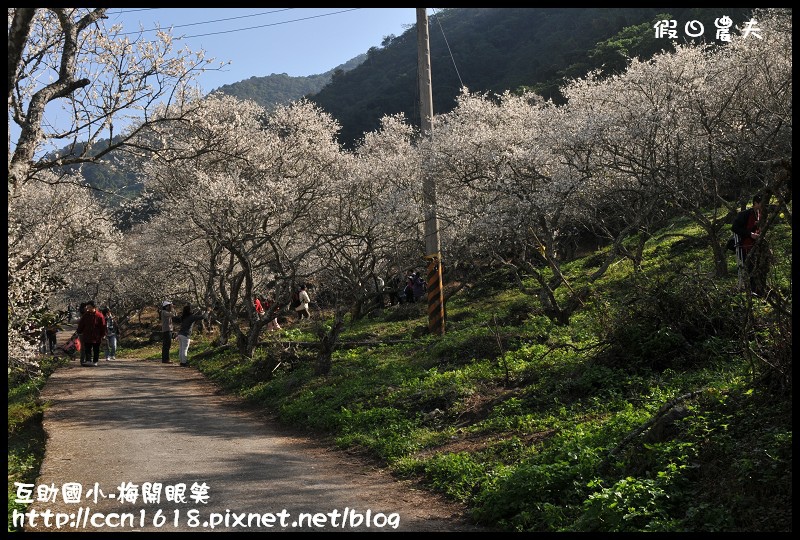 【農夫愛賞花】仁愛鄉互助國小旁中原部落梅花盛開‧2013南投花卉嘉年華‧花開全南投 @假日農夫愛趴趴照