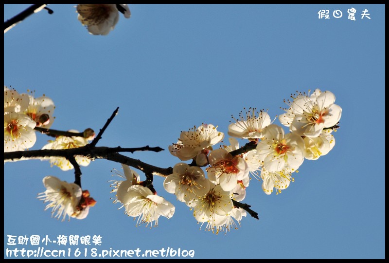 【農夫愛賞花】仁愛鄉互助國小旁中原部落梅花盛開‧2013南投花卉嘉年華‧花開全南投 @假日農夫愛趴趴照