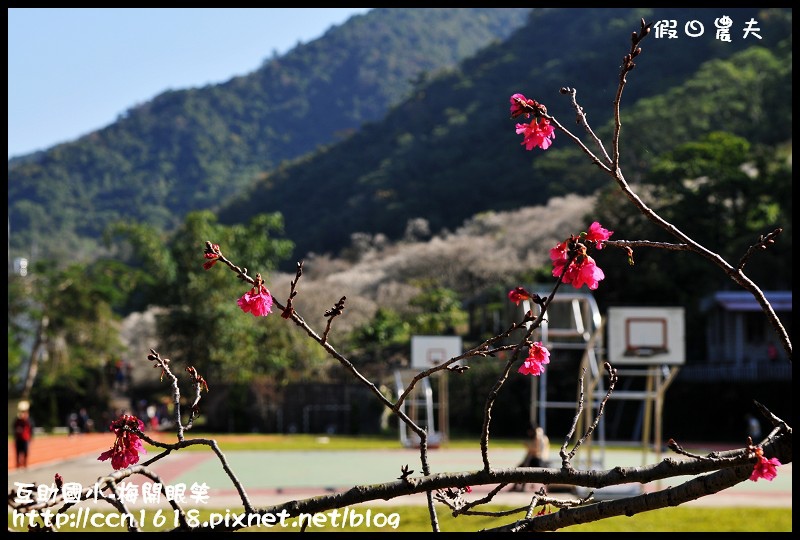 【農夫愛賞花】仁愛鄉互助國小旁中原部落梅花盛開‧2013南投花卉嘉年華‧花開全南投 @假日農夫愛趴趴照