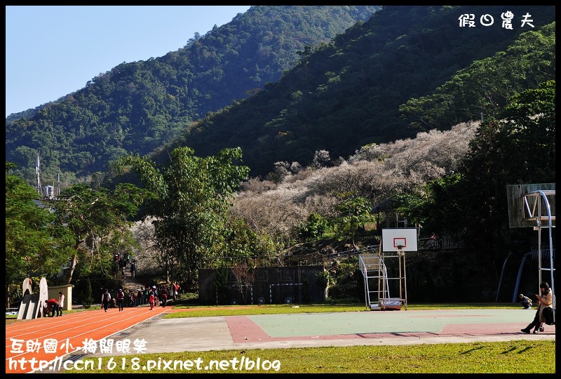 【農夫愛賞花】仁愛鄉互助國小旁中原部落梅花盛開‧2013南投花卉嘉年華‧花開全南投 @假日農夫愛趴趴照