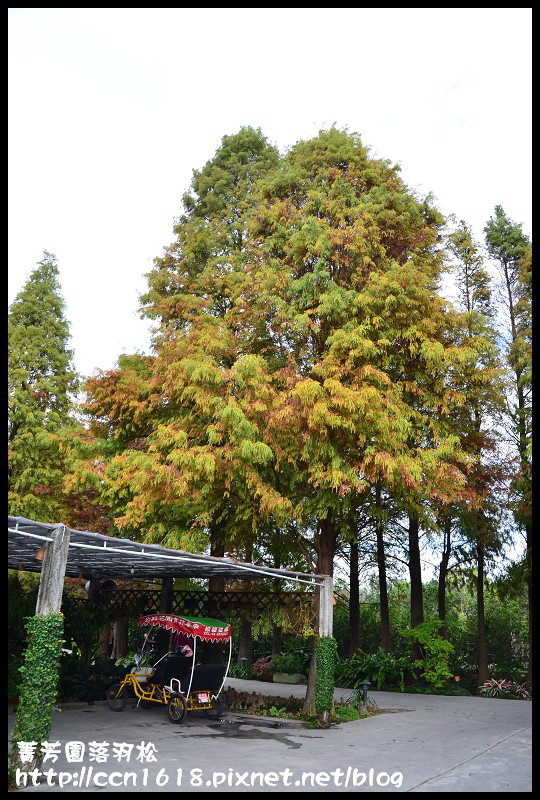 【彰化景點】美麗落羽松就在田尾菁芳園‧欣賞美景免出國 @假日農夫愛趴趴照