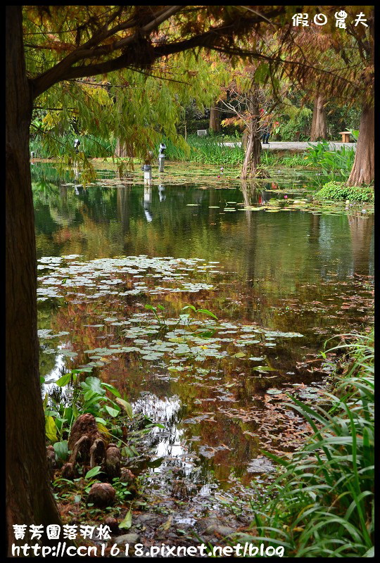 【彰化景點】美麗落羽松就在田尾菁芳園‧欣賞美景免出國 @假日農夫愛趴趴照